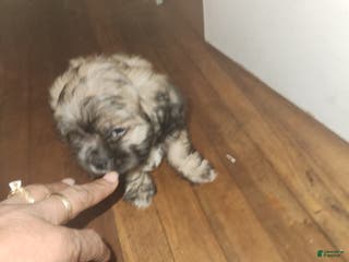 Shih Tzu dogs Shih Tzu Puppy 2 - Ad 37