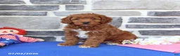 Cavapoo dogs for sale: Rupert - Ad 4