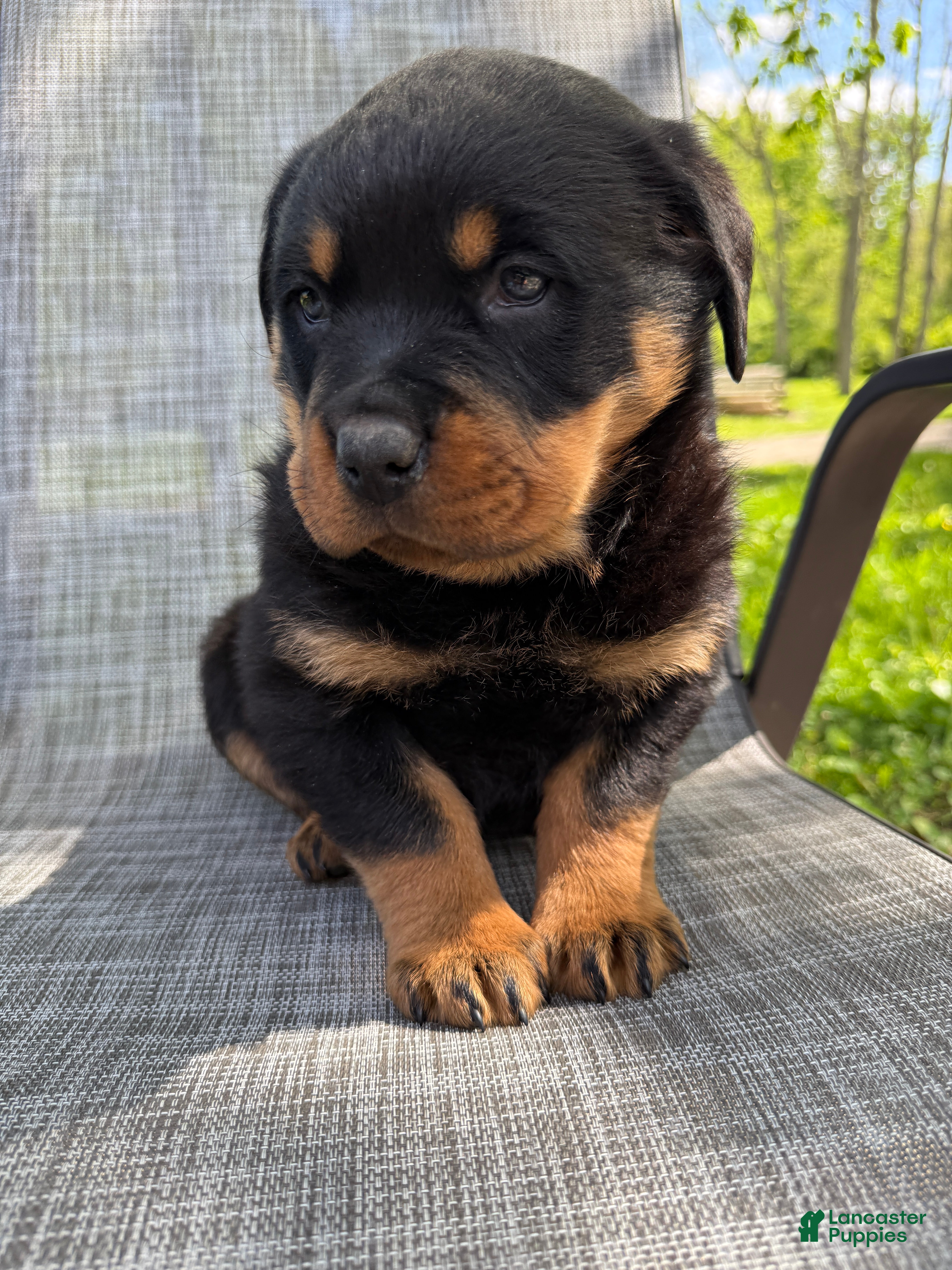 Rottweiler dogs Titan - Ad 2