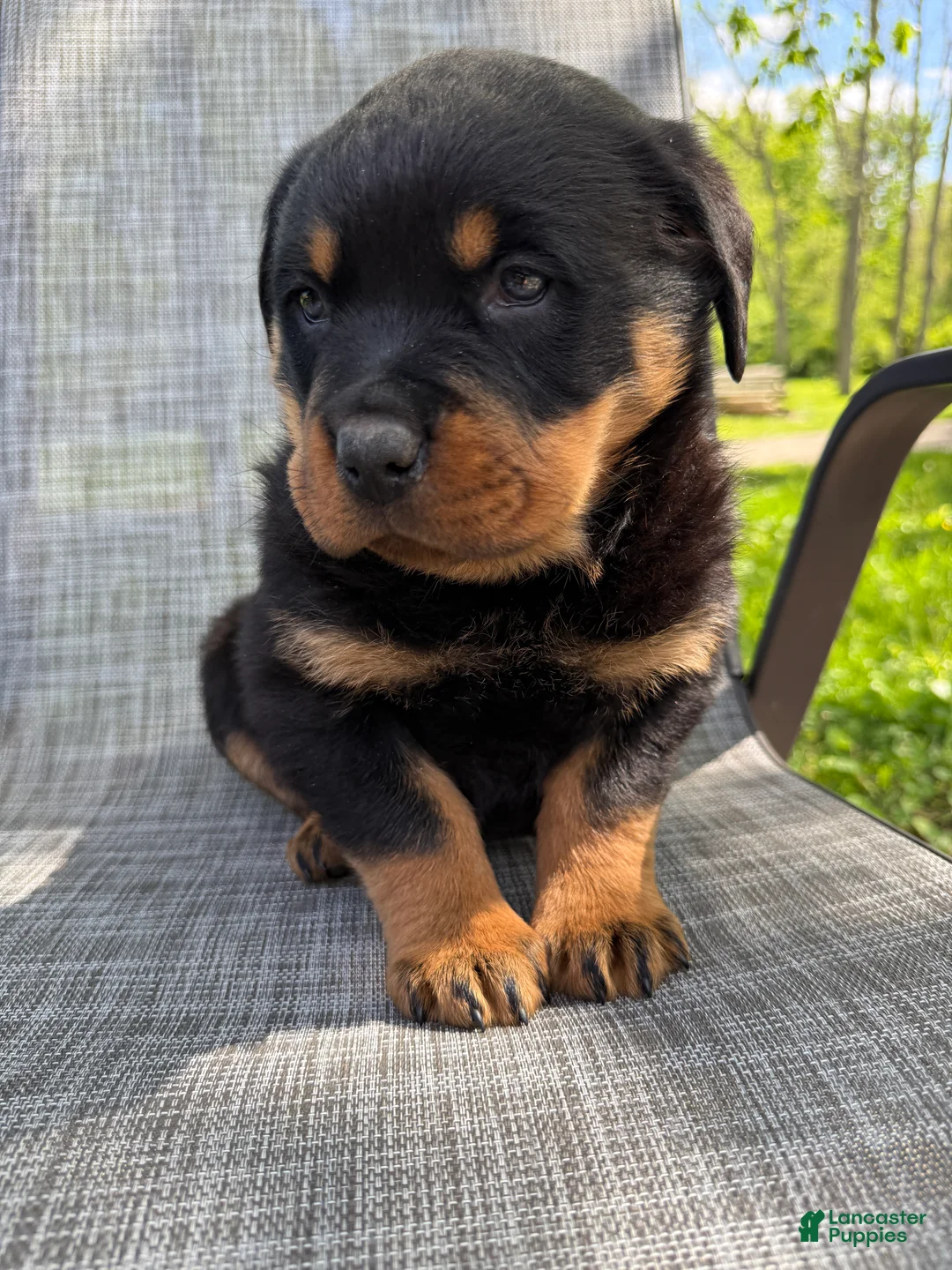 Rottweiler dogs for sale: Titan - Ad 2