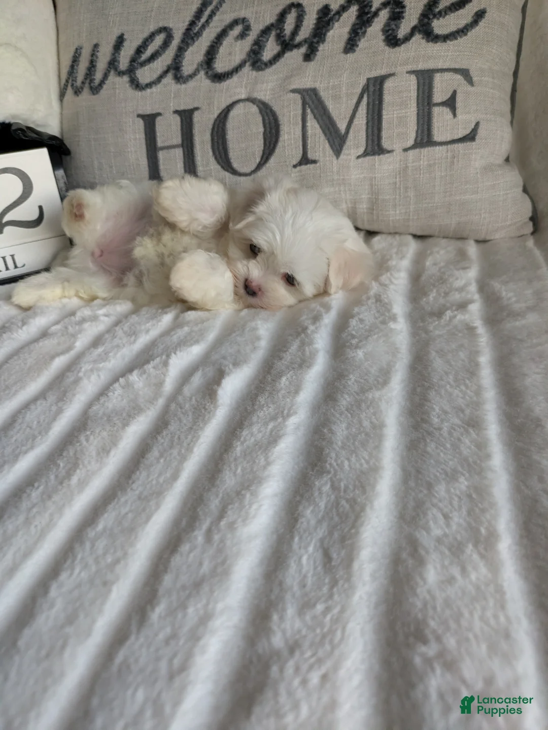 Maltese dogs for sale: Kansas  - Ad 18