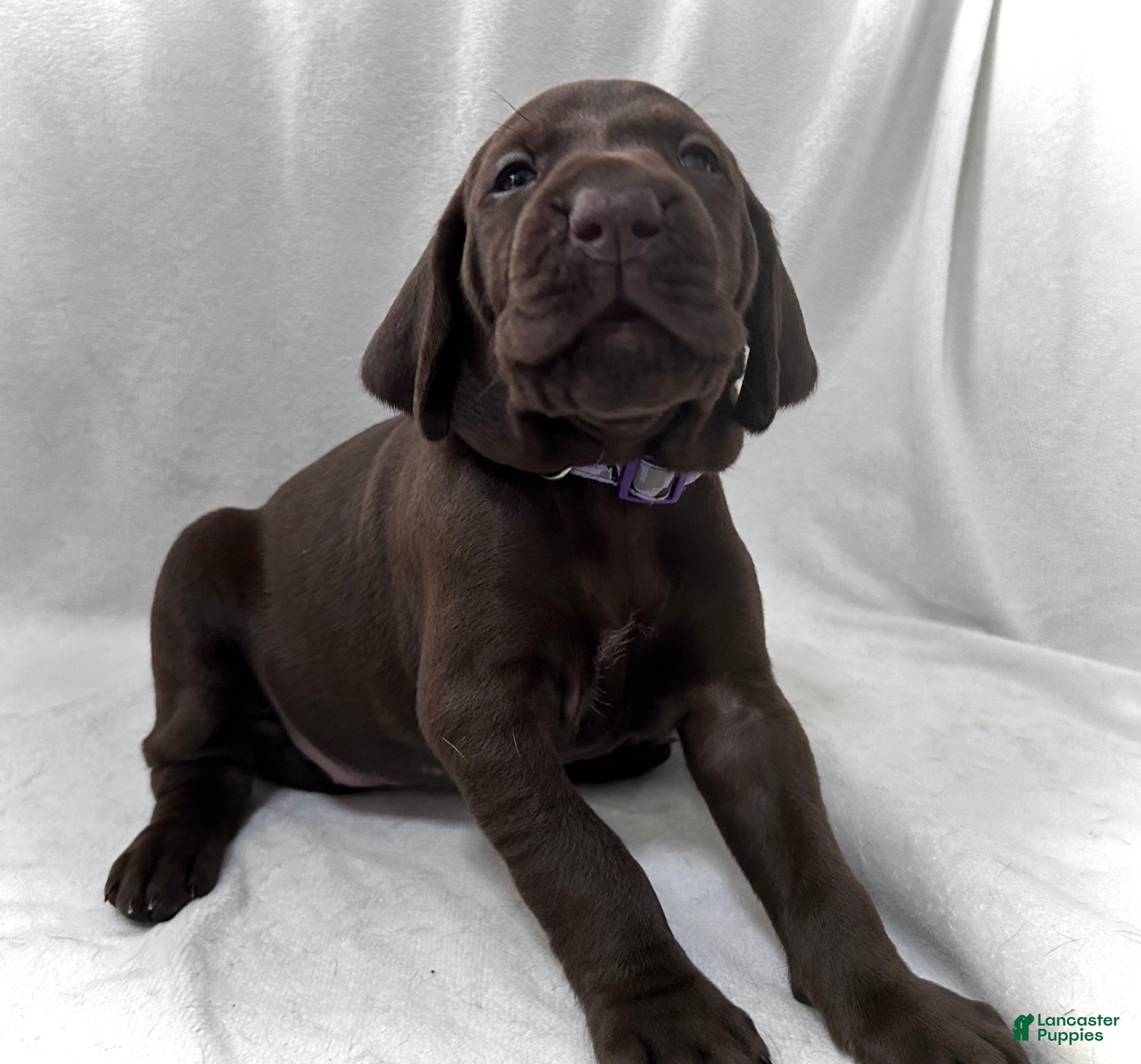 German Shorthaired Pointer dogs Faith - Ad 29