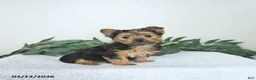 Yorkshire Terrier dogs for sale: Theo - EXTRA SMALL - Ad 9