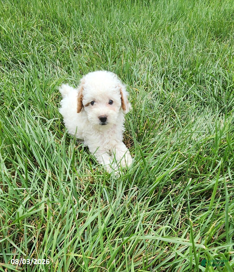 Miniature Poodle dogs Betty - Ad 2