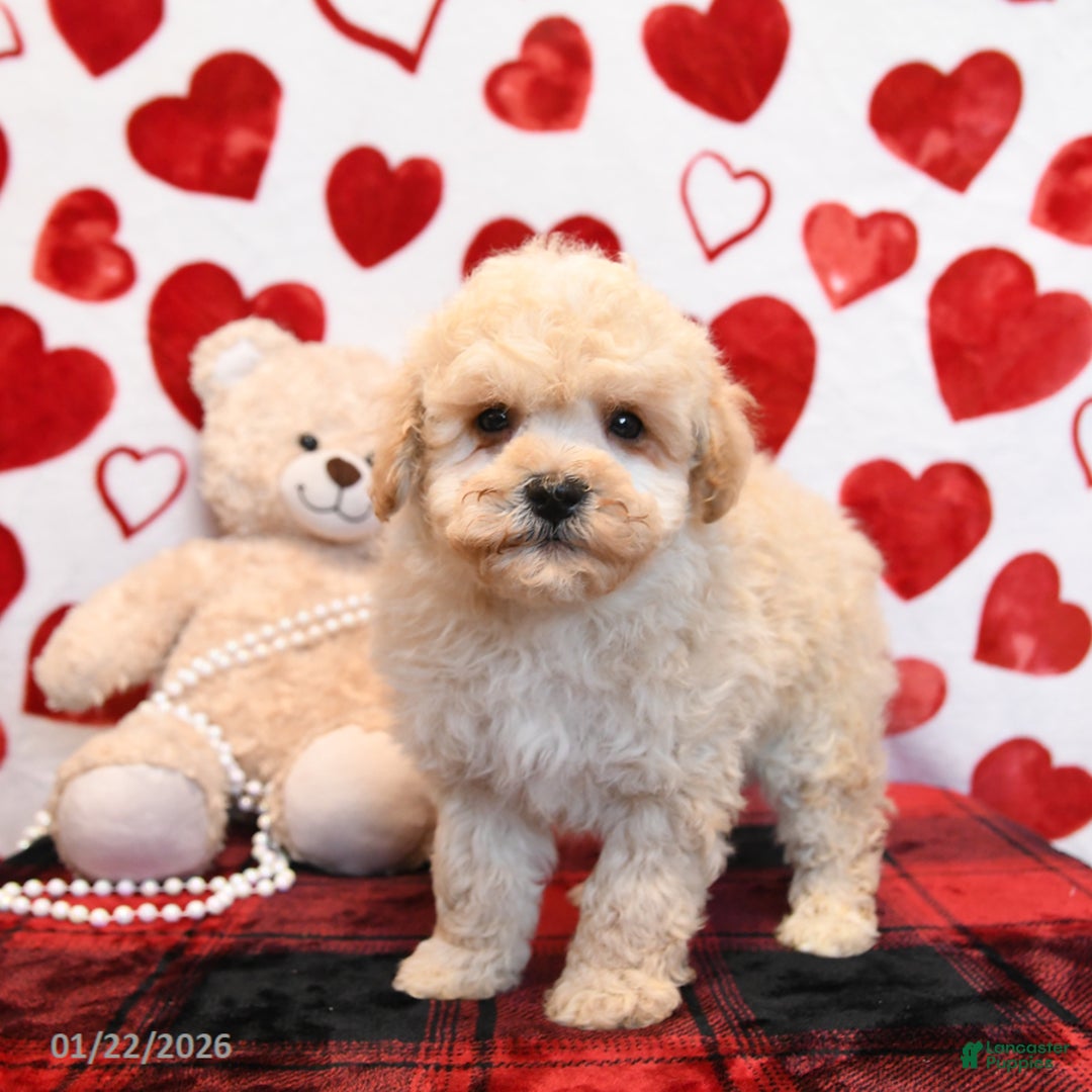 Bichpoo dogs for sale: Pookie - Ad 1