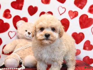 Bichpoo dogs Pookie - Ad 24