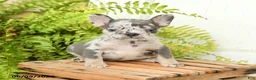 French Bulldog dogs for sale: Journey - Ad 3
