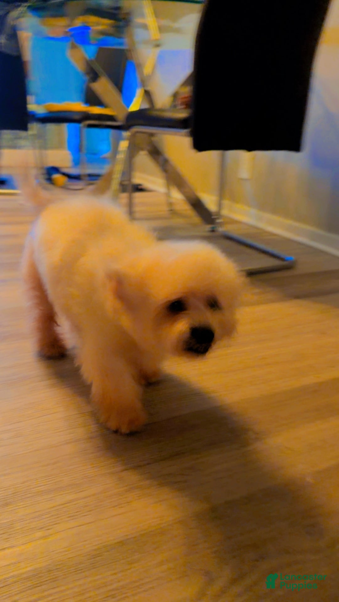 Maltipoo dogs for sale: Maltipoo Puppy 1 - Ad 5