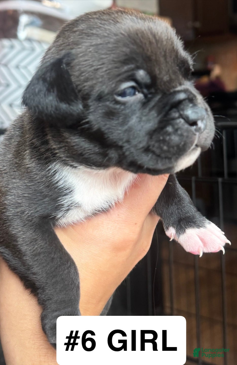 American Bully dogs American Bully 6 - Ad 32
