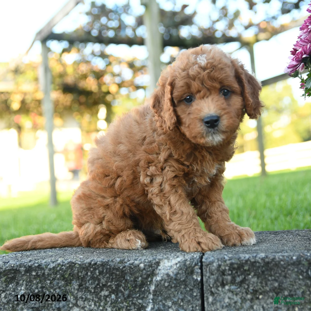 Mini Goldendoodle dogs for sale: Baldwin - Ad 2