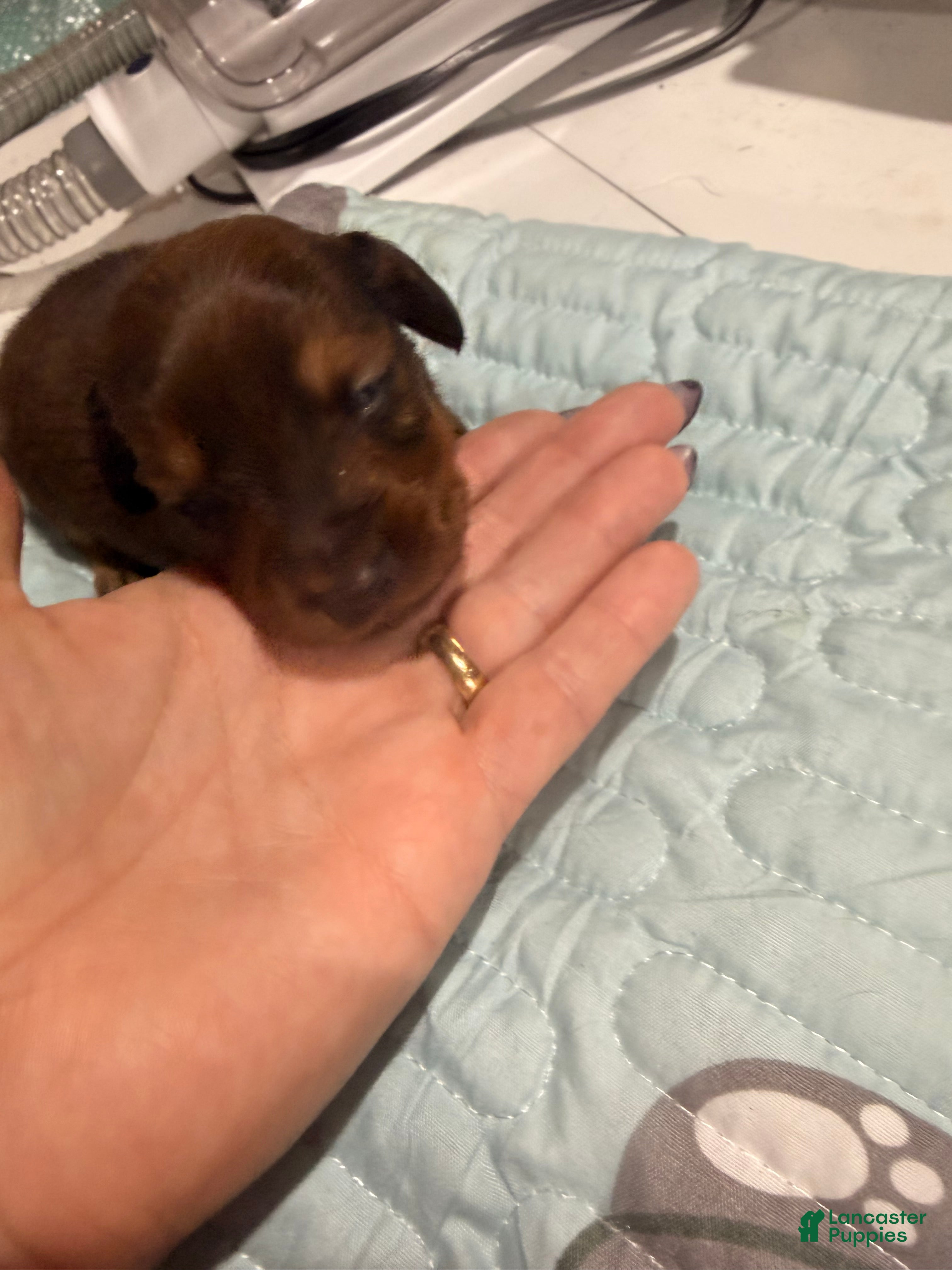 Dachshund dogs Dachshund 3 - Ad 10