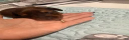 Dachshund dogs for sale: Dachshund 3 - Ad 1