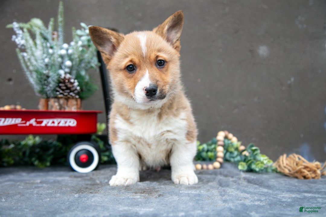 Welsh Corgi Pembroke dogs for sale: Butter Cup - Ad 1