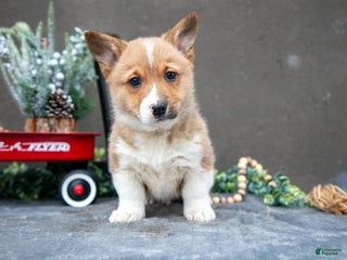 Welsh Corgi Pembroke dogs Butter Cup - Ad 26