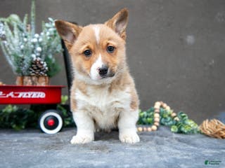 Welsh Corgi Pembroke dogs Butter Cup - Ad 38