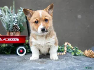 Welsh Corgi Pembroke dogs Butter Cup - Ad 33