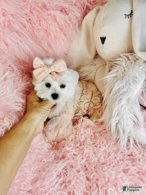 Maltese (Maltese, Female) in Miami, FL