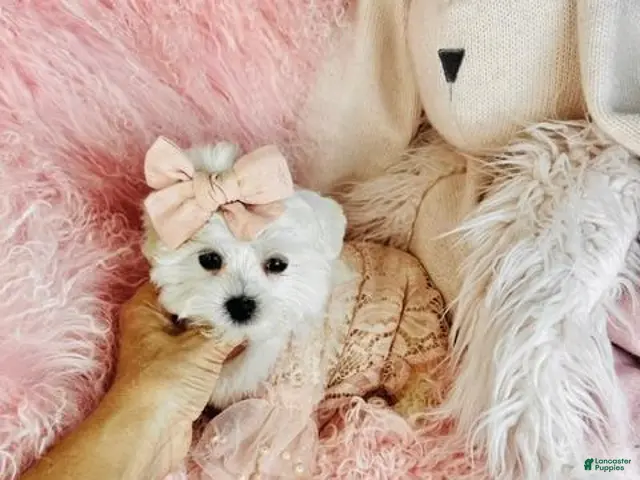 Maltese dogs Maltese 1 - Ad 1