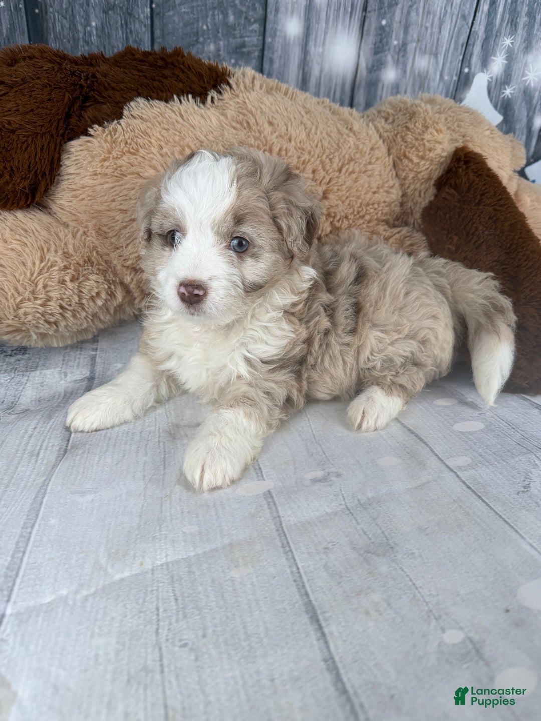 Aussiedoodle dogs for sale: Heidi - Ad 8