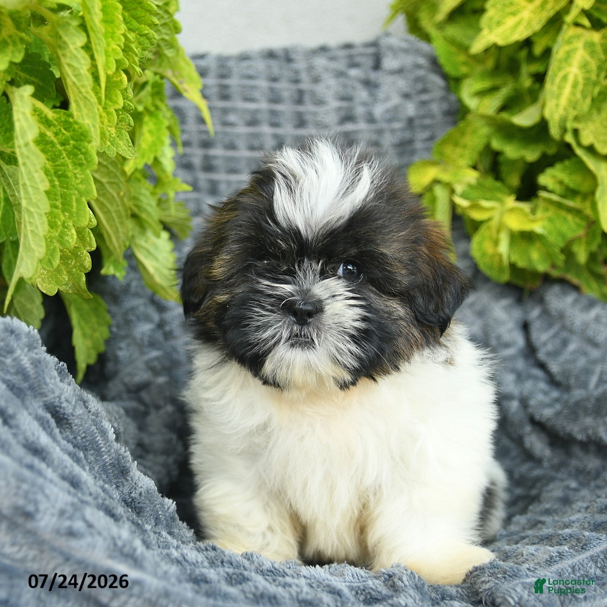 Shih Tzu dogs Nellie  - Ad 2