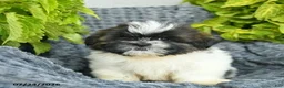 Shih Tzu dogs for sale: Nellie  - Ad 2