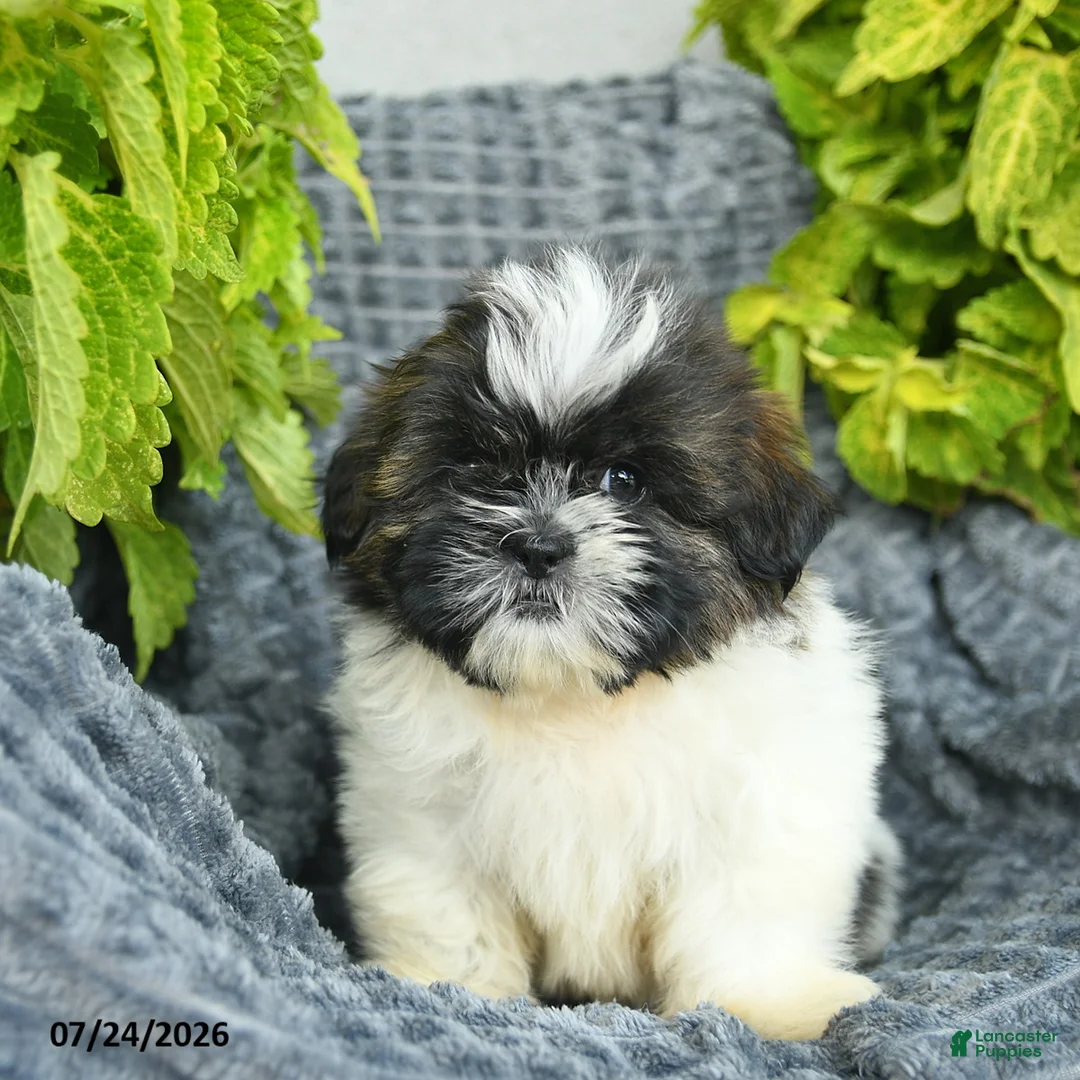 Shih Tzu dogs for sale: Nellie  - Ad 2