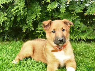 Mixed Breed dogs for sale: Ella - Ad 2