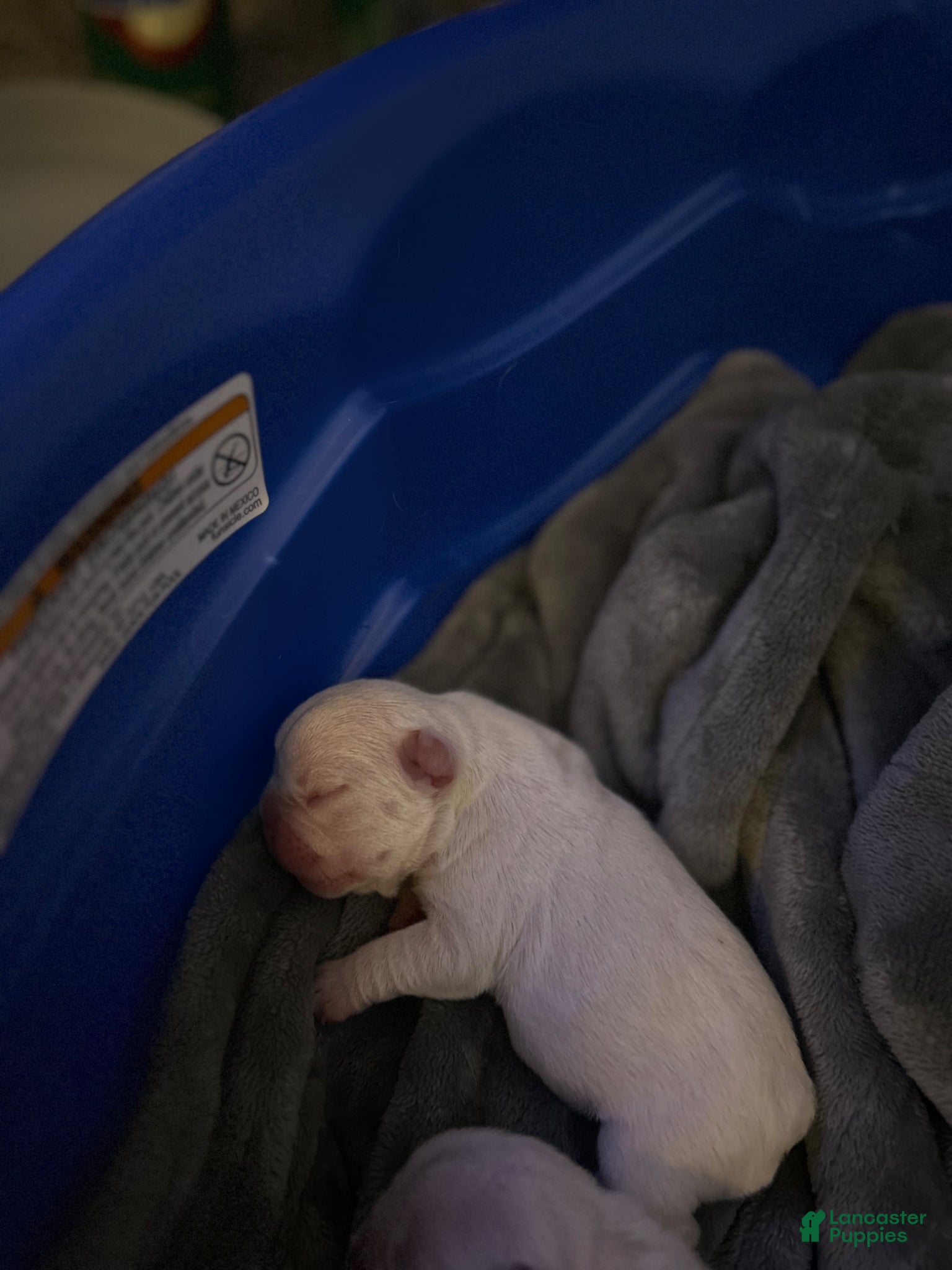 French Bulldog dogs for sale: French Bulldog Puppy 2 - Ad 2