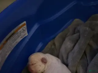 French Bulldog dogs for sale: French Bulldog Puppy 2 - Ad 2