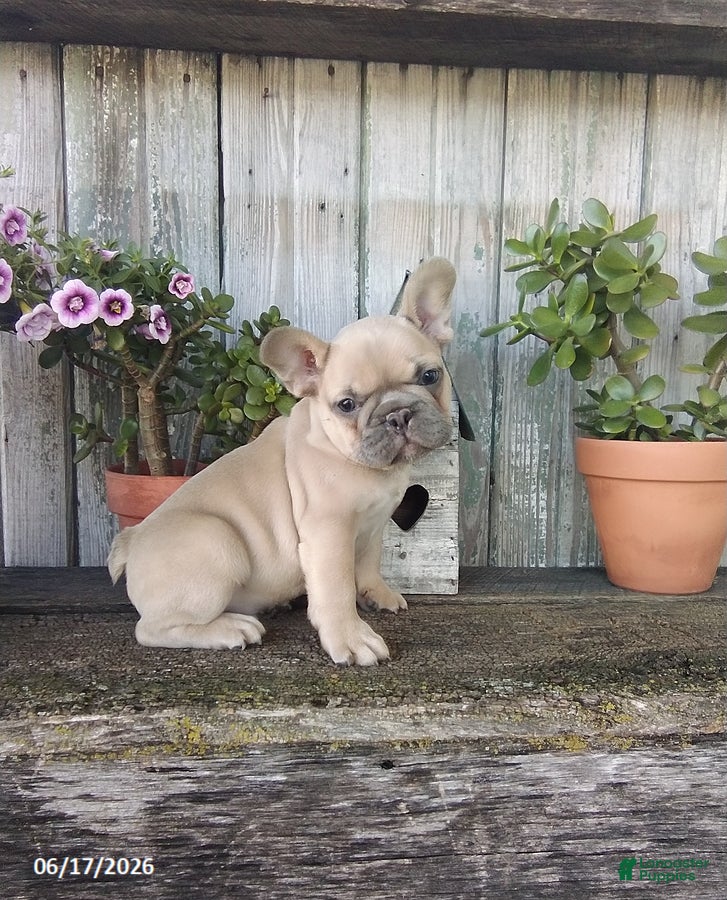 French Bulldog dogs Charlie - Ad 2