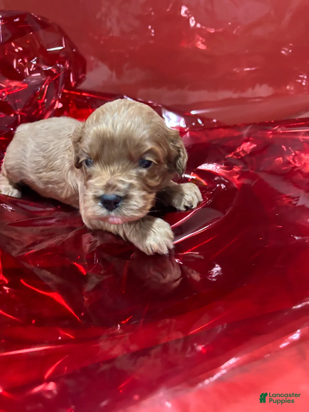 Cockapoo dogs for sale: Pheonix - Ad 1