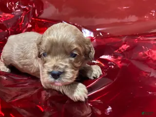 Cockapoo dogs Pheonix - Ad 18