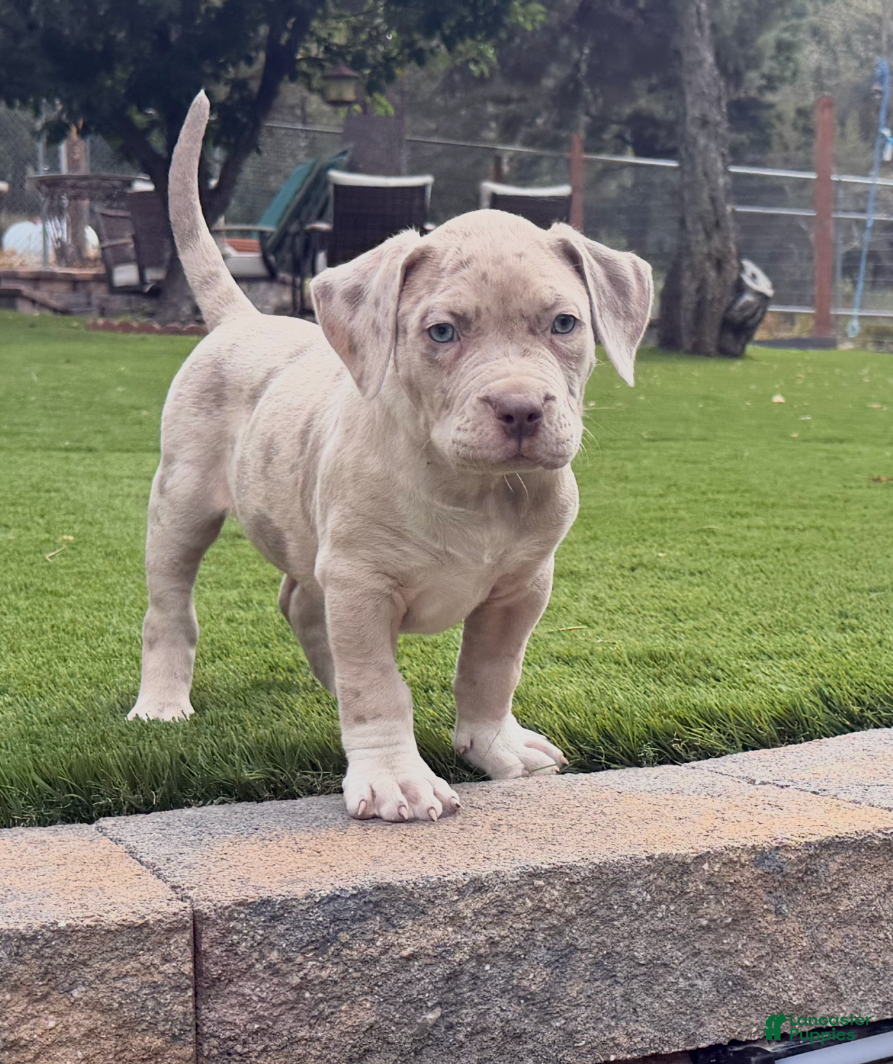 American Bully dogs Duke - Ad 17