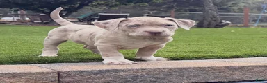 Duke