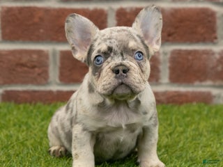 French Bulldog dogs Ranger - Ad 3