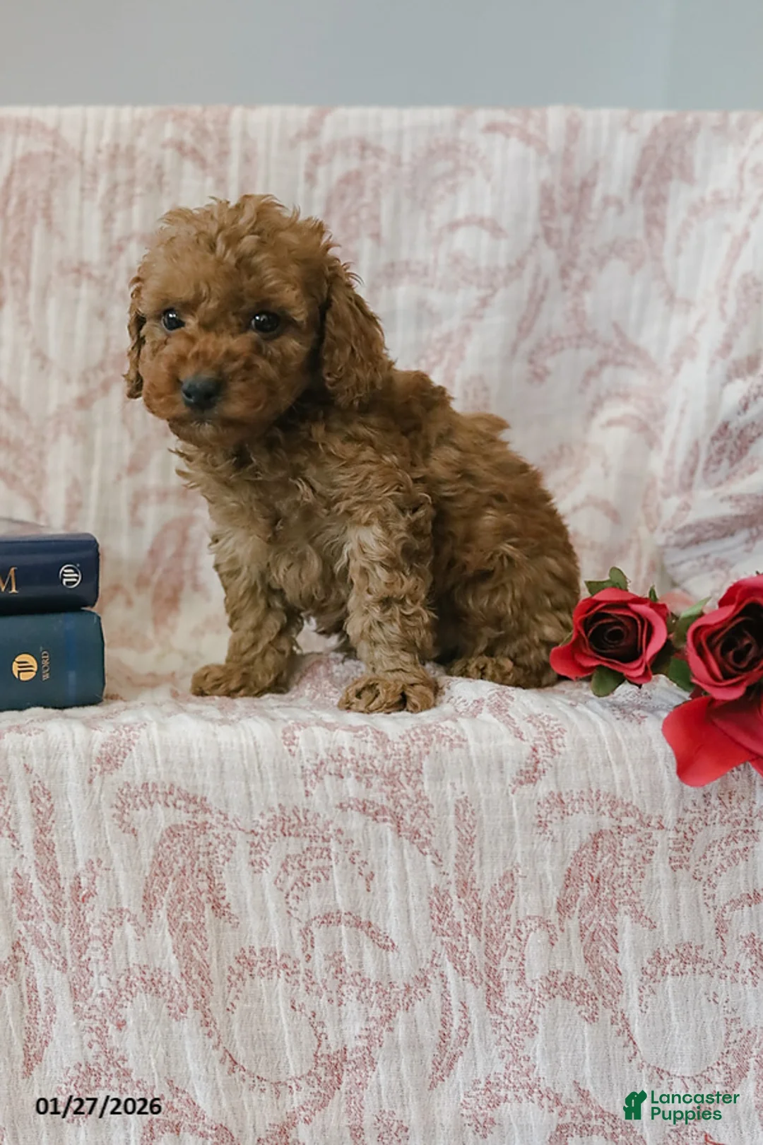 Cockapoo dogs for sale: Jadon - Ad 5