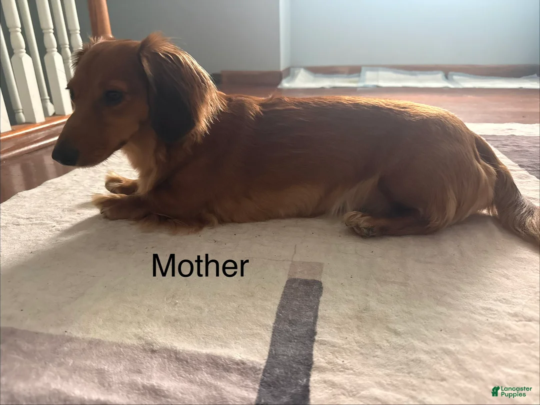 Miniature Dachshund dogs for sale: Candy - Ad 7