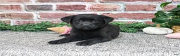 Labrador Retriever dogs for sale: Sapphire - Ad 1