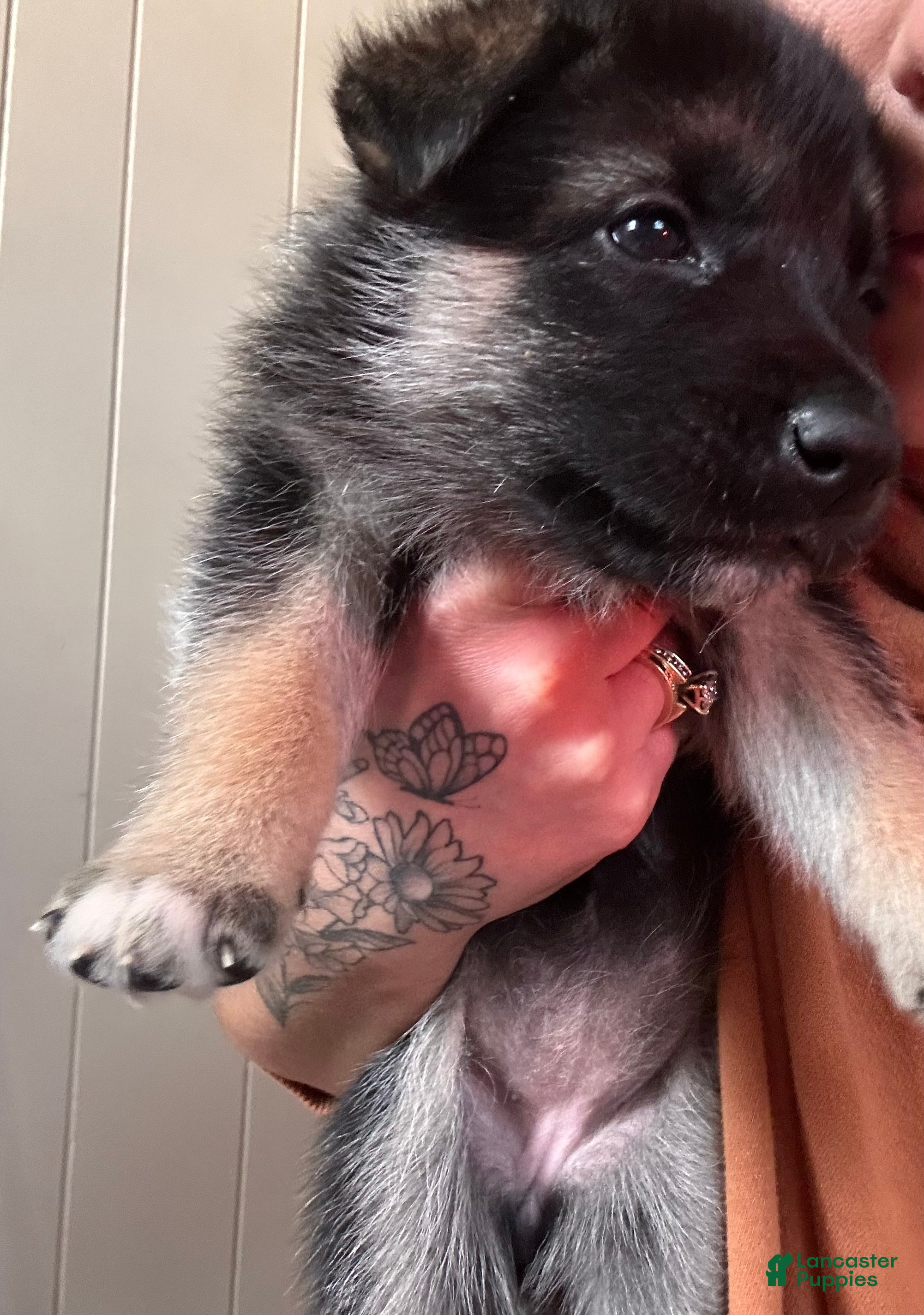 Gerberian Shepsky dogs (Light pink collar) Gerberian Shepsky Puppy 4 - Ad 19