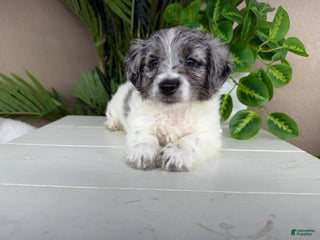 Mini Goldendoodle dogs Skye - Ad 6