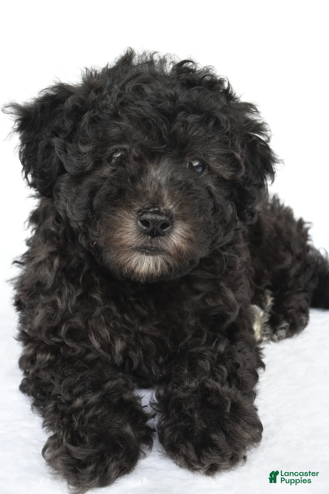 Miniature Poodle dogs for sale: Patrick  - Ad 8