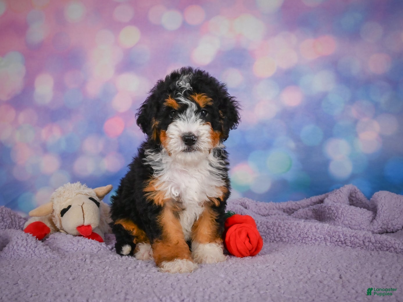 Mini Bernedoodle dogs Stella - Ad 2