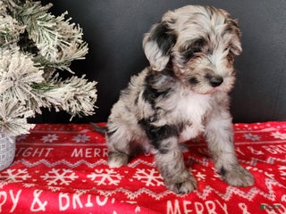 Mini Bernedoodle dogs Blitz - Ad 35