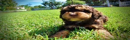 Havapoo dogs for sale: Jazz-LABOR DAY SALE-TAKE $100 OFF!!! - Ad 8
