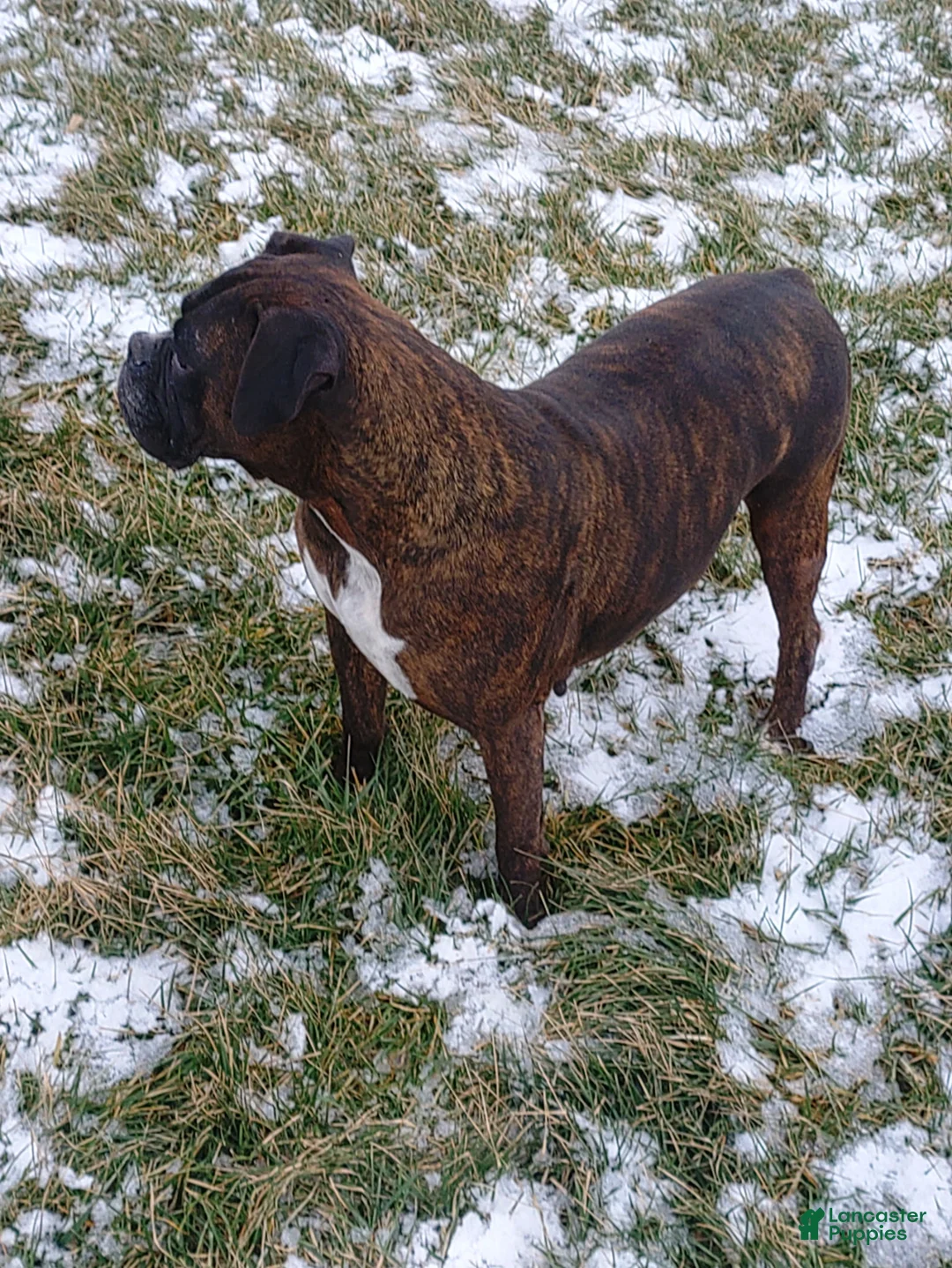 Boxer dogs for sale: Boxer Puppy 1 - Ad 4