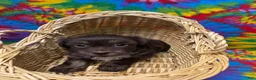 Havanese dogs for sale: Betsy - Ad 4