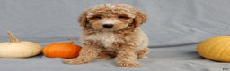 Mini Goldendoodle dogs for sale: Ollie - Ad 2