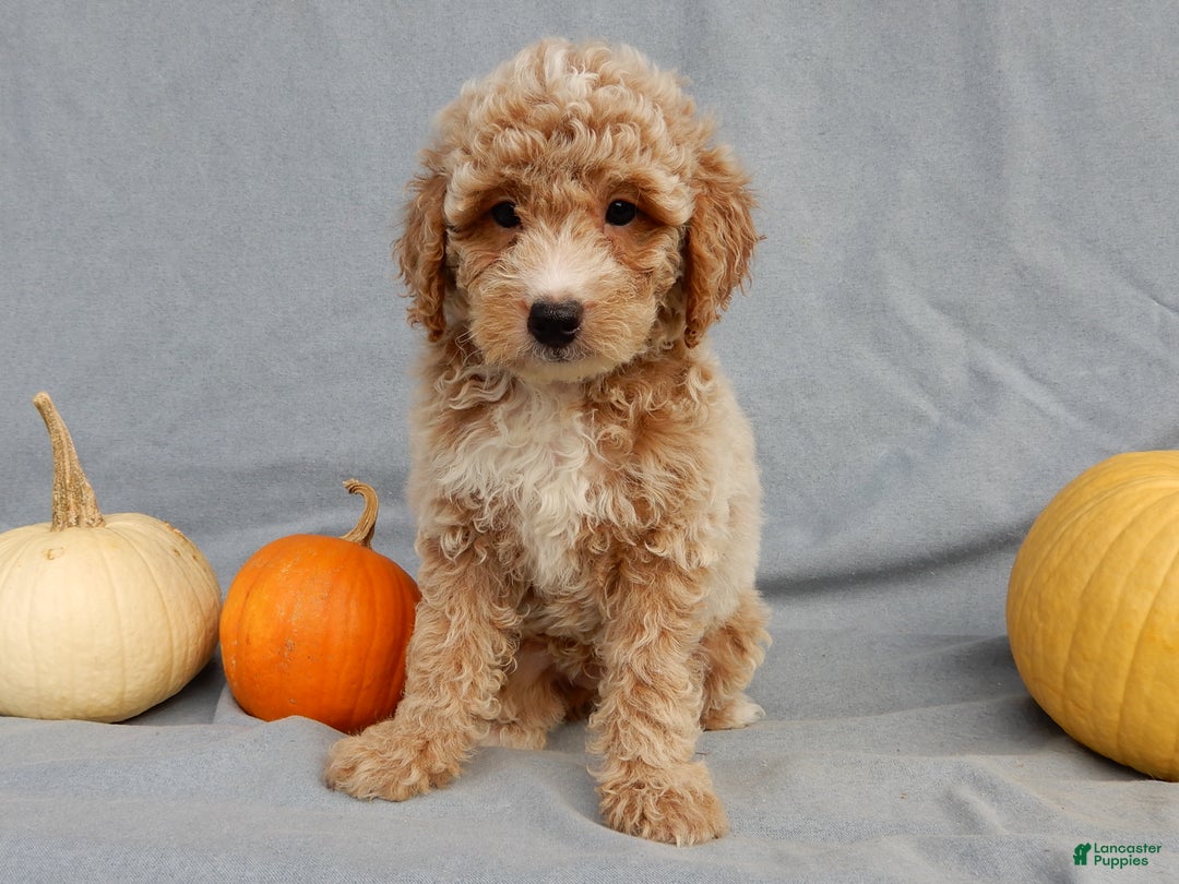 Mini Goldendoodle dogs for sale: Ollie - Ad 2