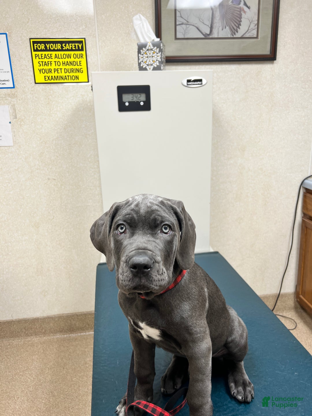 Gallery Image {{count}}