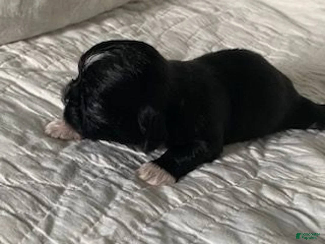 Shih Tzu dogs for sale: Shih Tzu 4 - Ad 6